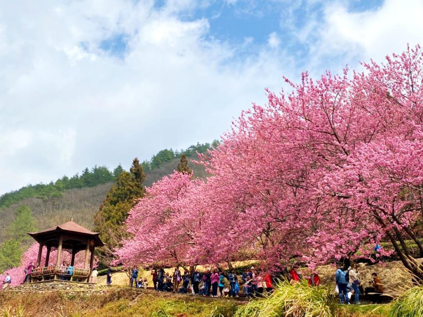 今年度櫻花季正式於2月7日登場，持續至2月28日。KKday提供