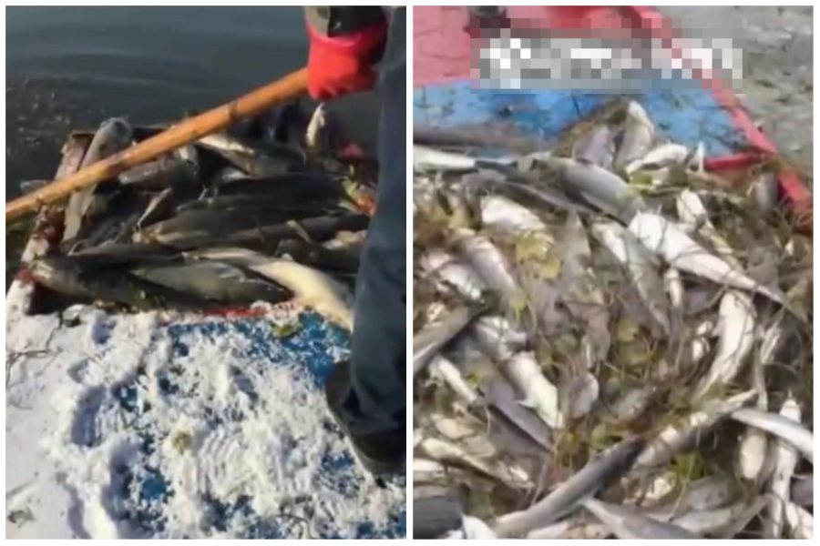 一名女子砸重金買了許多鯰魚帶到湖邊放生，但這些魚屬外來種，她因此觸法被重罰超過25萬元。圖取自微博