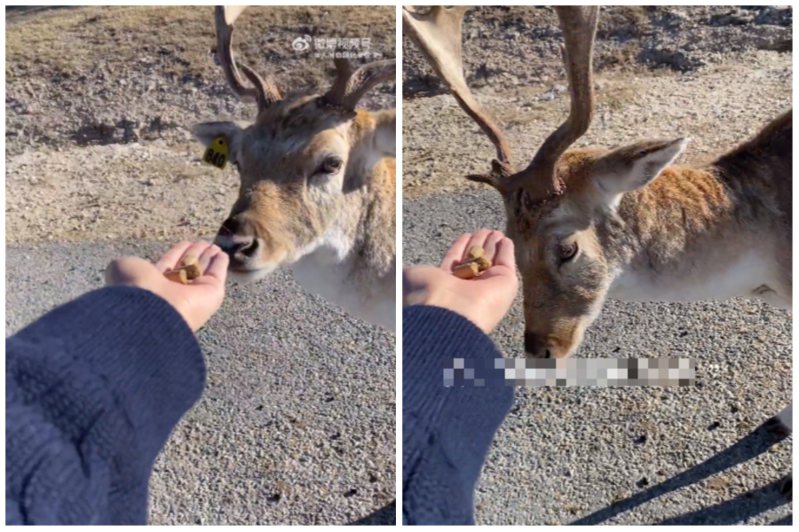 女子遇到一隻公鹿，將食物放掌心上想給牠餵食，公鹿不斷向她點頭鞠躬讓她超感動。圖取自微博
