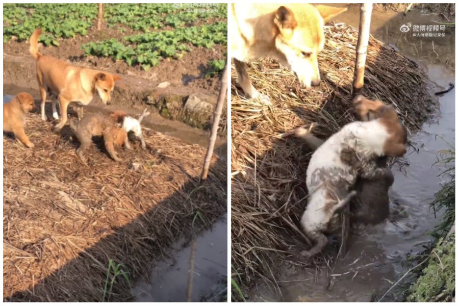 兩隻小奶狗在水溝裡打架，渾身沾滿泥巴，讓媽媽難以勸架。