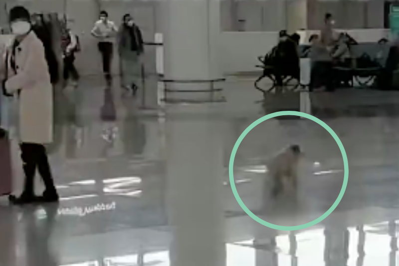 機場內一隻小白狗疑似被主人棄置，焦急在大廳徘徊。圖／翻攝自微博