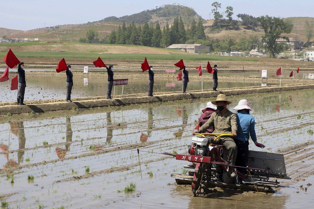 北韓平安南道江西郡農民去年5月使用移栽機在當地集體農場耕種。美聯社