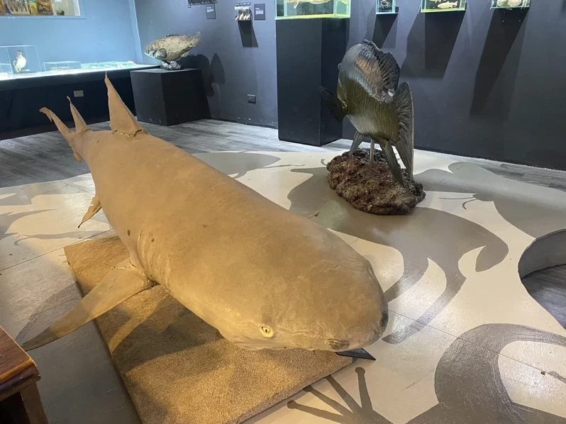屏東海生館擁有全台收藏最多魚類標本的典藏室。 圖／海生館提供