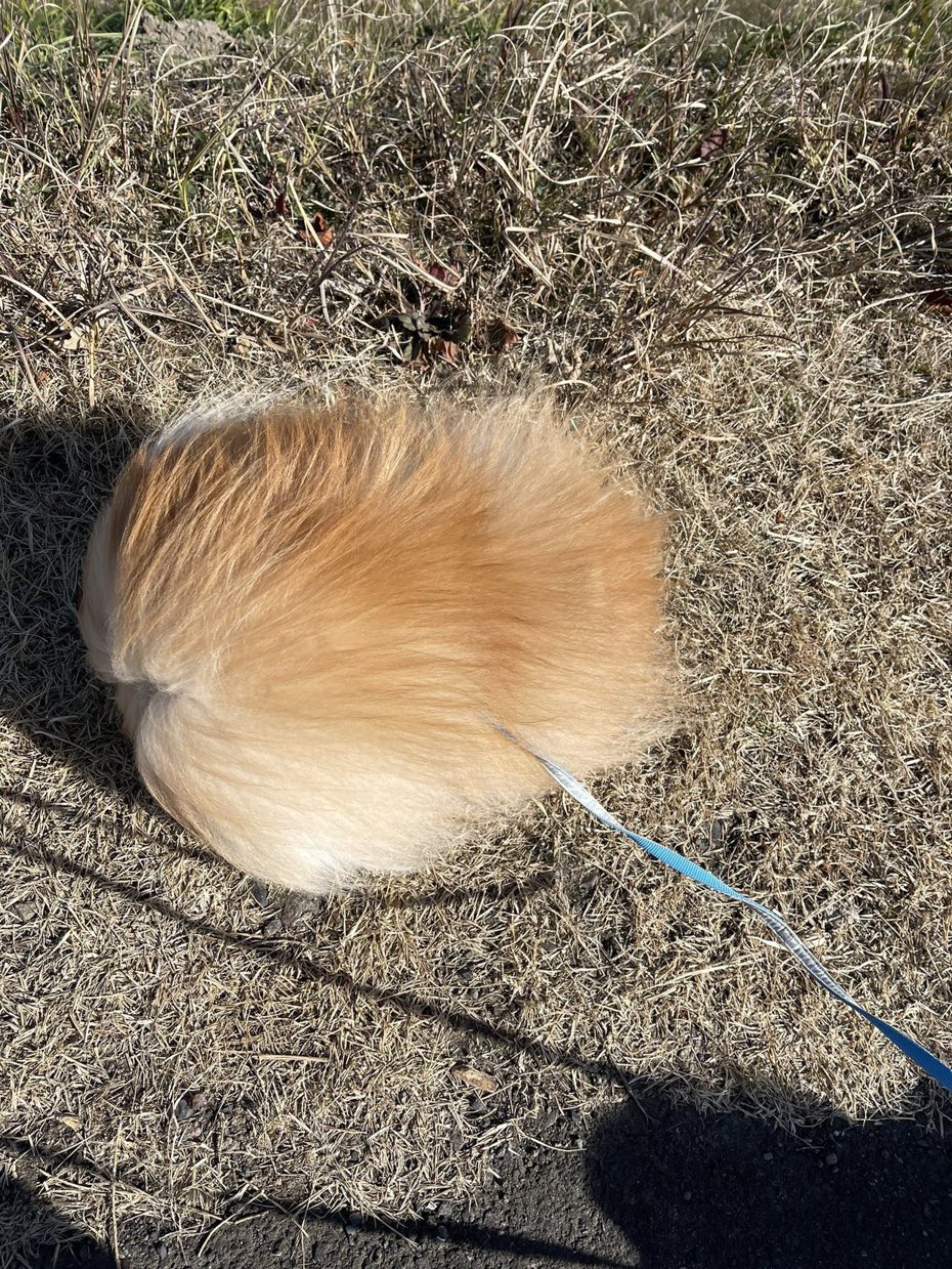狗狗散步遇到大風，瞬間「現出圓形」。圖擷自推特 @ak1toPome