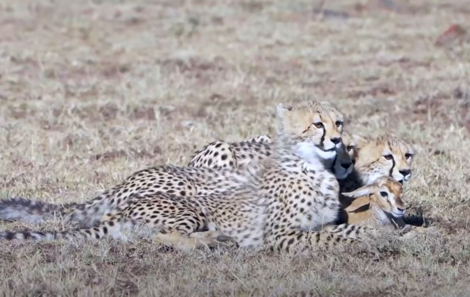一隻母獵豹抓來一隻小瞪羚給孩子們當狩獵訓練用的食物，結果沒想到小獵豹們竟然把小瞪羚當朋友，非常愉快地玩耍著。 (圖/取自影片)