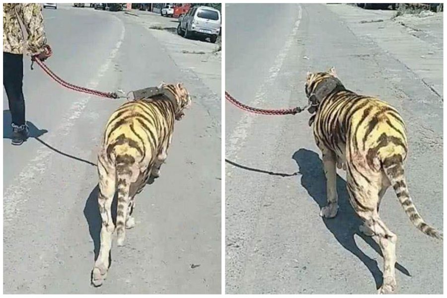 有人在大街上看到飼主公然遛「老虎」，嚇得差點去報警。圖取自新浪網