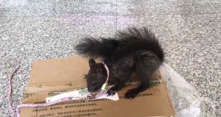 大陸重慶公安局成功訓練6隻松鼠為新的「緝毒」動物。（上游新聞）