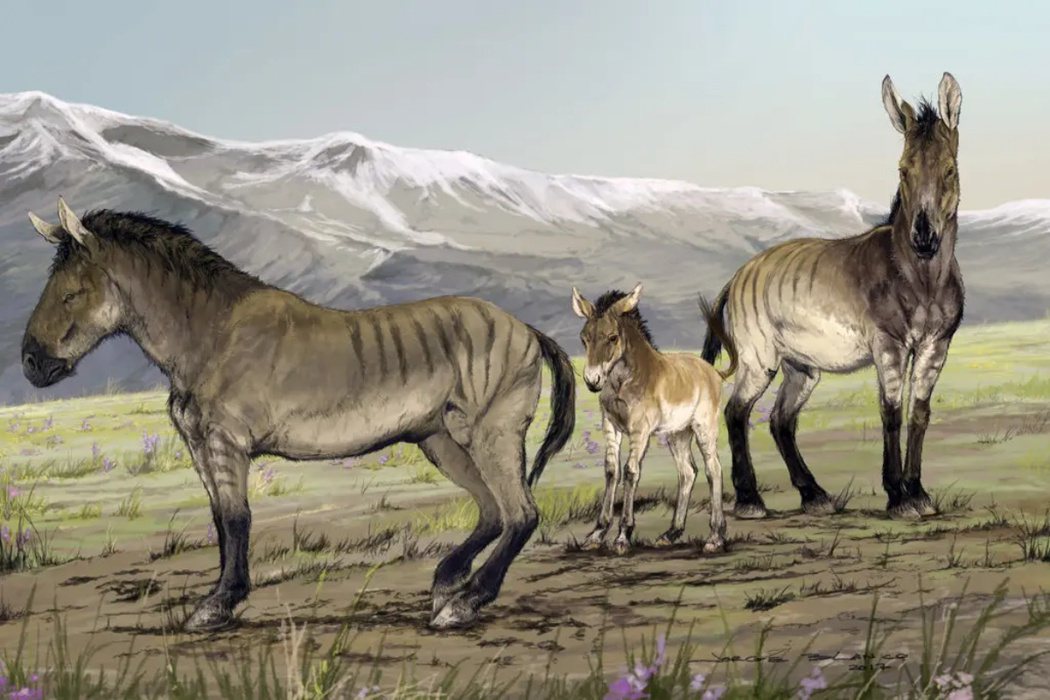 冰河時期更新世，生存於北美地區的馬科動物Haringtonhippus fran...