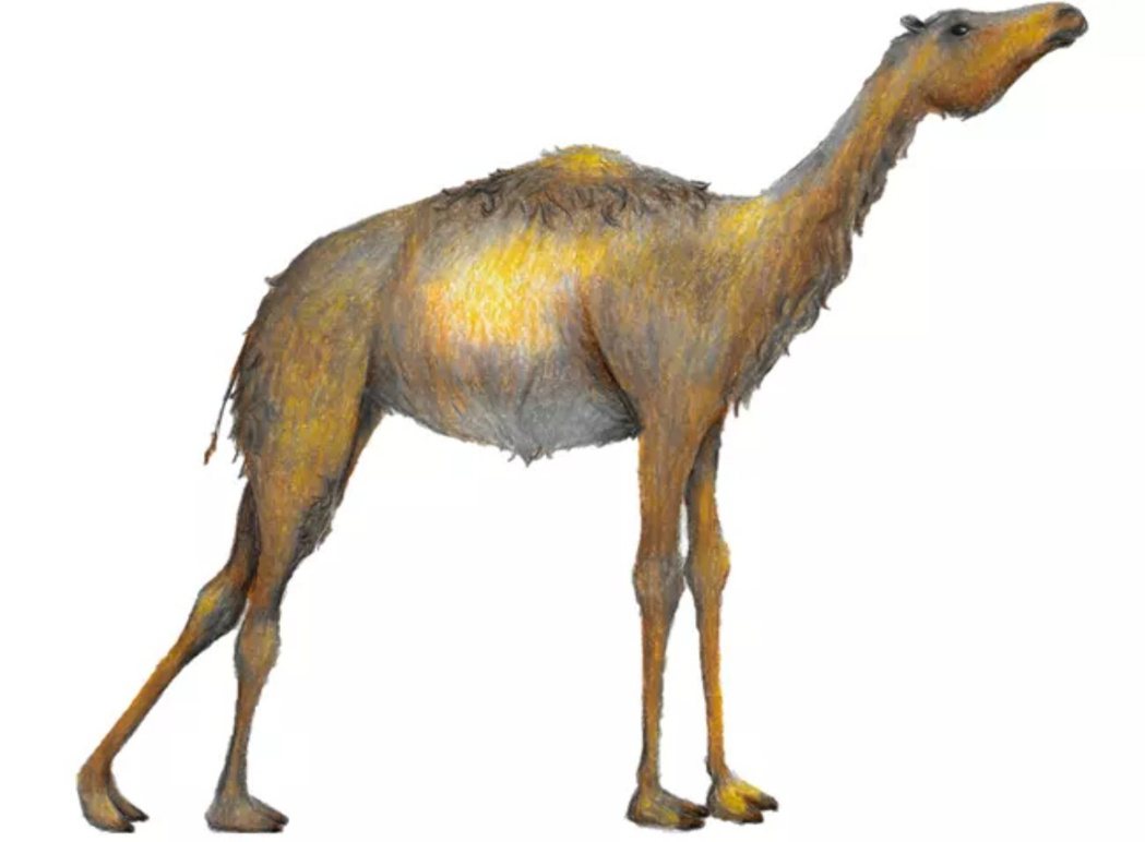在冰河時代，至少有五個駱駝屬生活在北美，美洲駝是留在美洲駱駝家園部族的後裔，而駱...