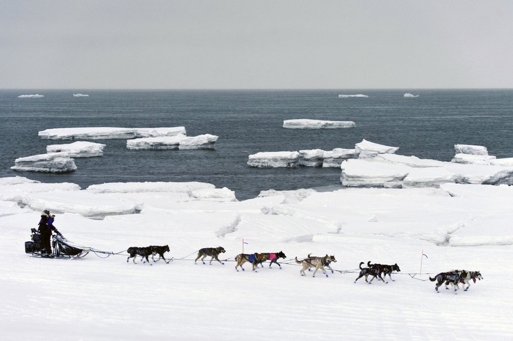 現今的白令海峽，圖為工作中的阿拉斯加雪橇犬走過。 圖／美聯社 