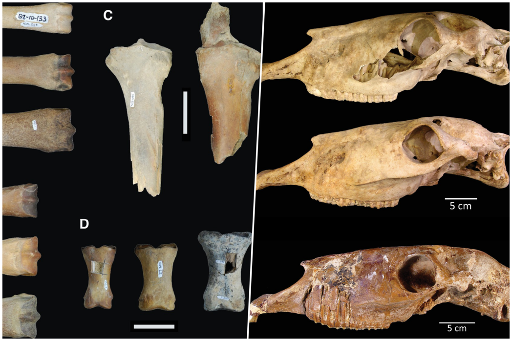 Haringtonhippus francisci的頭骨與趾骨。 圖／加州大學聖...