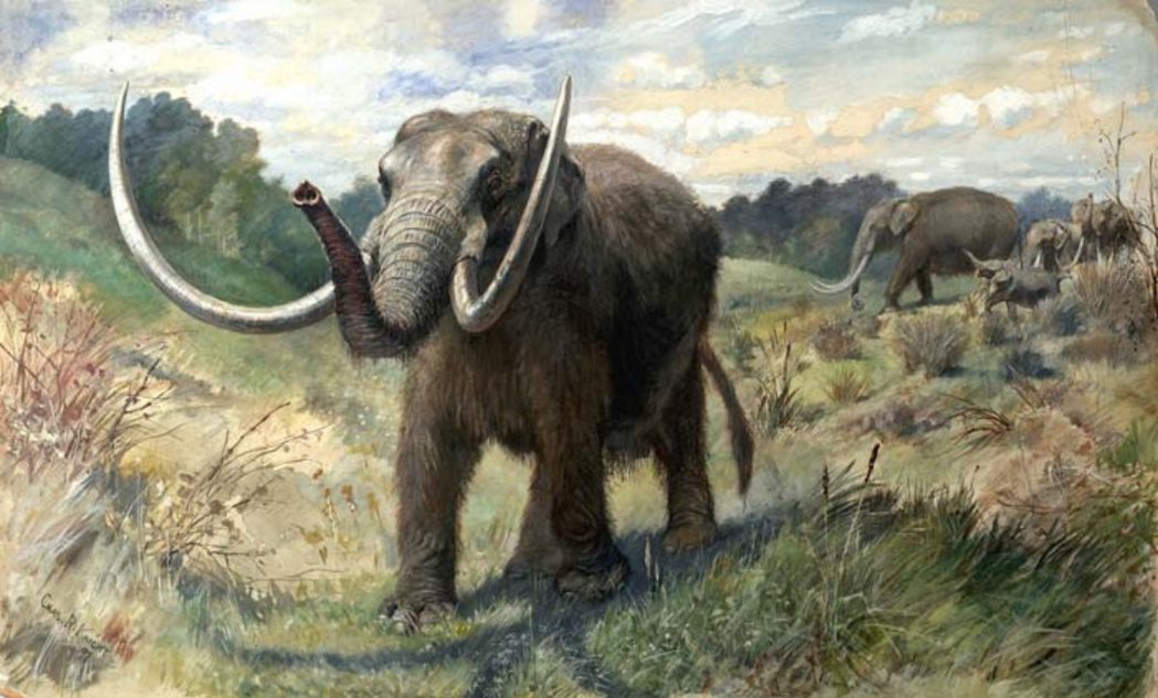 猛獁象。 圖／The Smithsonian Institution　