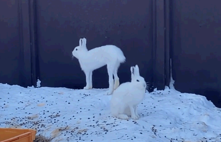 日本圓山動物園曬出雪兔的長腿，打破不少網友對兔子的既定印象。圖擷自@marudou_fan