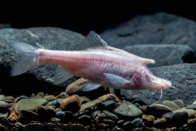 研究團隊發現一種全新長出觸角的「盲魚」，這種魚生活在黑暗的洞穴中，不容易為人發現，直到近年當地的生態觀測團隊找到並進行研究，才發現這是一種全新的物種。 (圖/取自影片)