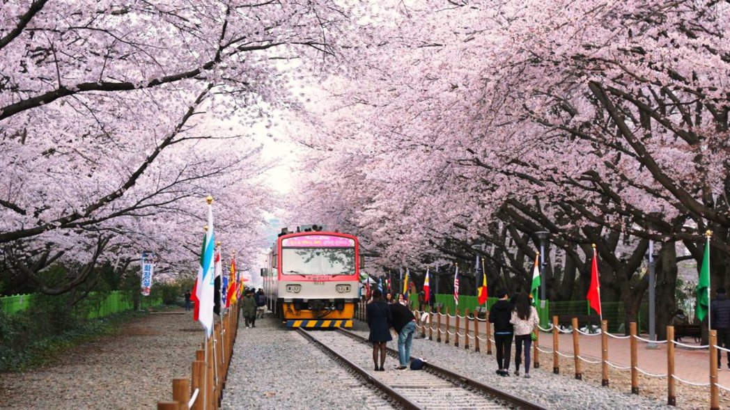 推薦必訪釜山鎮海軍港節櫻花季，是南韓最大的櫻花節慶典，可漫步在長達800公尺盛放...