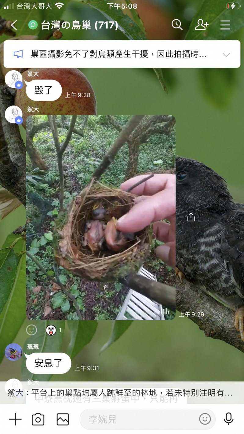 巢拍業者「台灣の鳥巢」line群組對話顯示，業者干擾八色鳥巢，造成親鳥棄巢，導致無辜幼鳥難以存活。圖／動物社會研究會提供