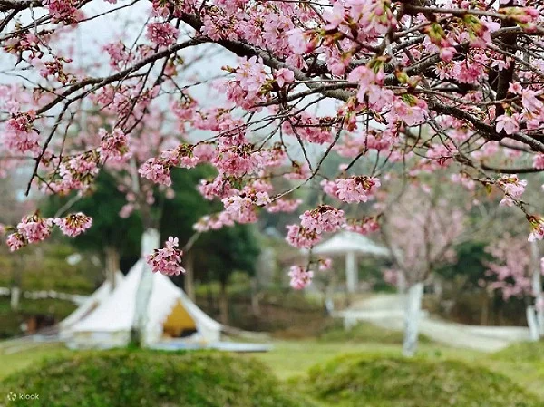 愛上喜翁豪華露營區種有上萬棵櫻花樹。 圖／Klook提供