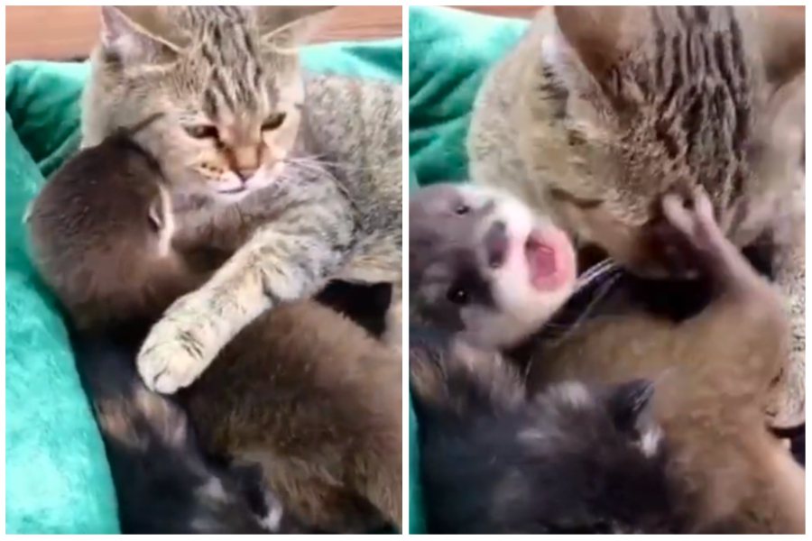 一隻小水獺亂入貓窩撲進貓媽媽懷中，母貓後來把牠當作自己孩子幫忙舔毛。圖取自微博