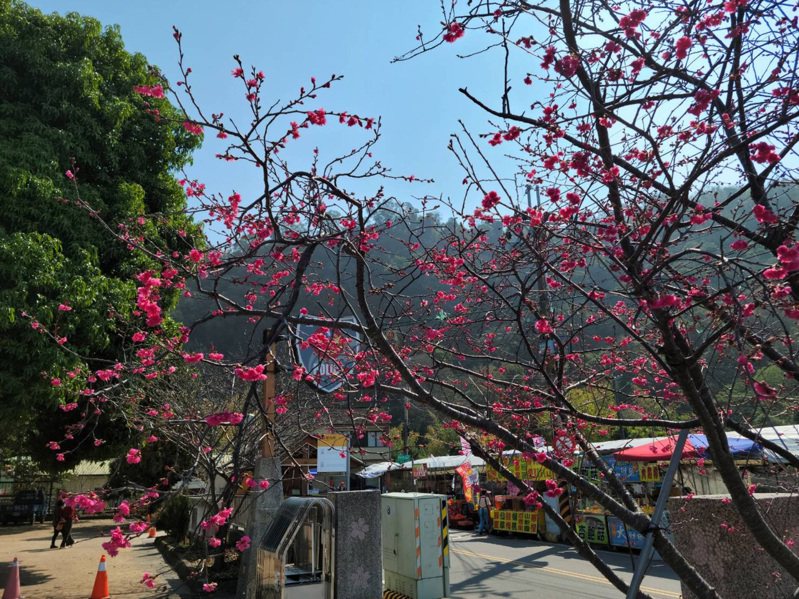 台中市后里區泰安派出所有最美派出所之稱，周邊種植多棵櫻花樹，目前花開約4成。圖／中央社