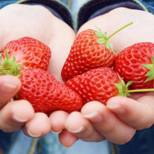 說到日本從冬天～春天的代表性水果，絕對是受到許多人所青睞的草莓。埼玉縣物產觀光協...