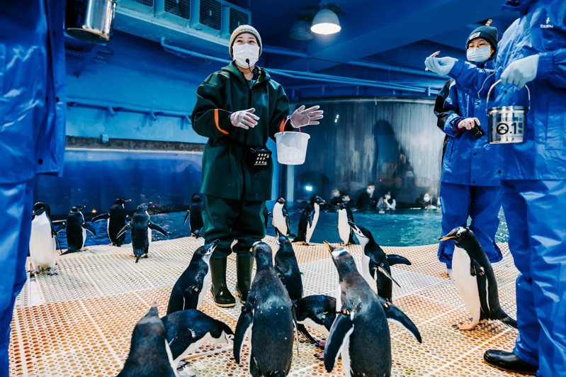 海生館前年與旅遊預約平台klook推出與「我與企鵝的0.1毫米」飼育照護體驗活動，民眾進場近距離與企鵝互動，彷彿踏上真實的南極大陸，累計已逾2000人參與。圖／海生館提供