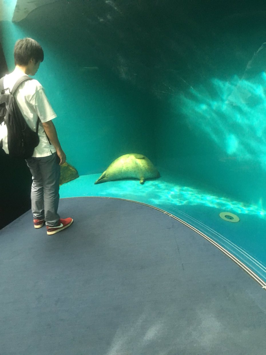 水族館一隻海豹睡死，姿勢像沒了氣息一樣癱倒在地上。圖取自推特