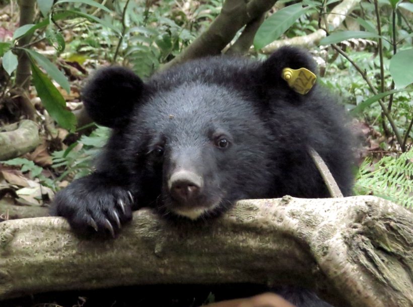台灣黑熊。 圖片來源：林務局