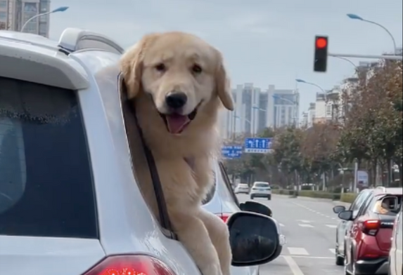 有網友錄下前方車裡的狗狗回頭朝後方露出燦笑。圖/翻攝自微博