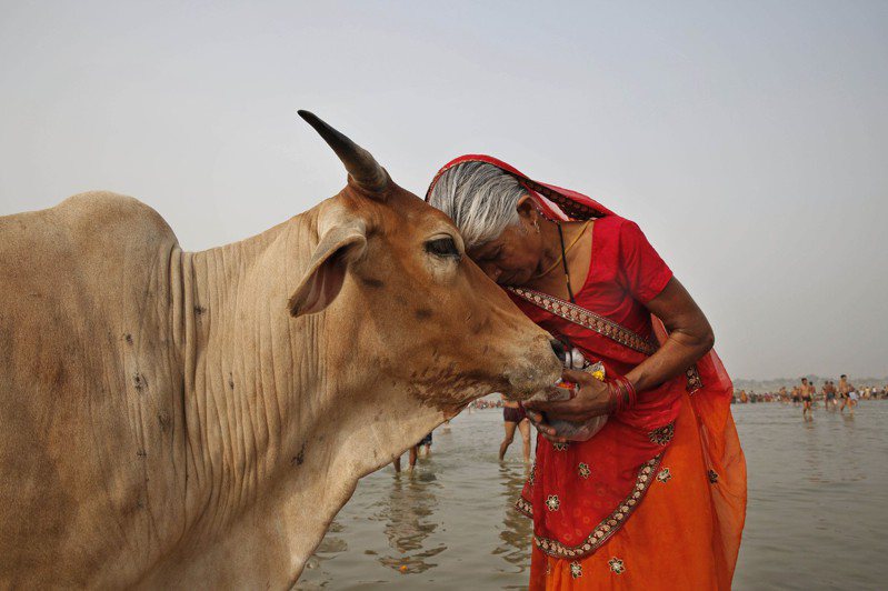一名印度婦人在恆河旁表示對牛的崇敬之心。 美聯社