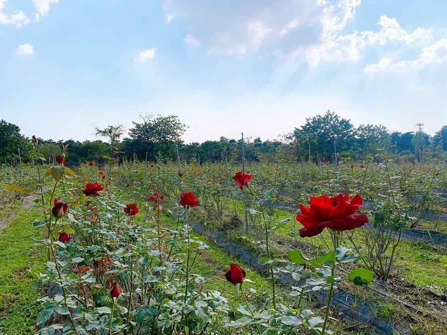 佔地4.5公頃的大花農場，是全台最大玫瑰有機農場。圖/陳鴻提供