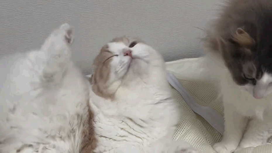 貓咪不斷隔空抓癢，完全沒搔到癢處。圖擷自推特@wannyan_jp