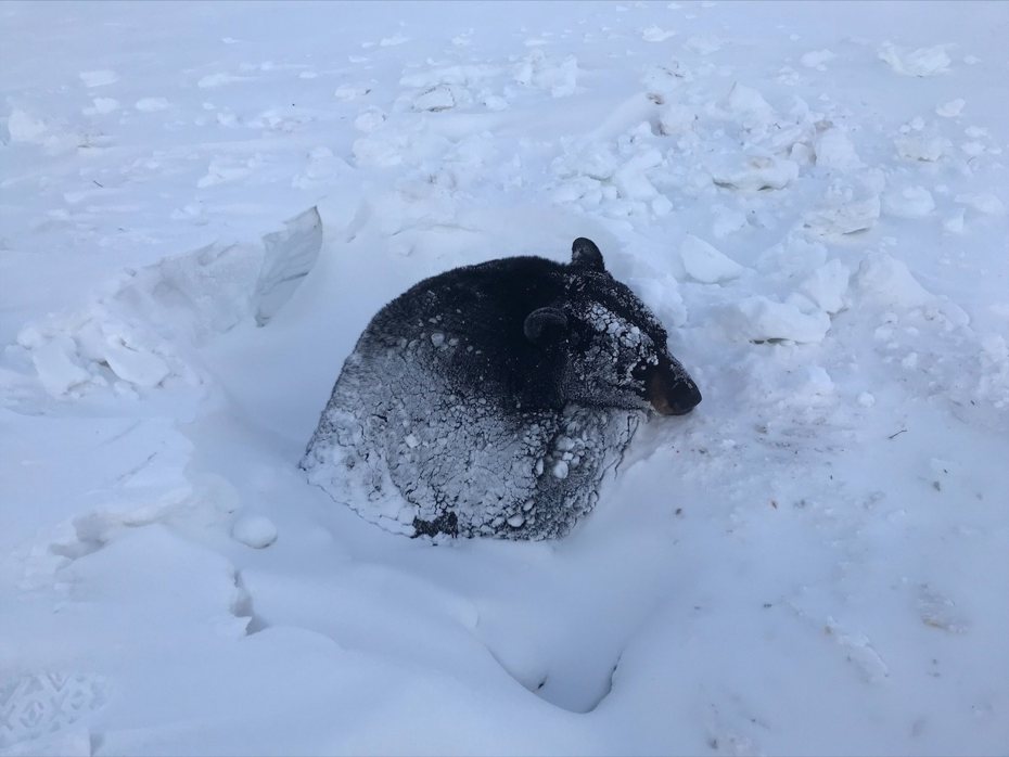 有隻本來在冬眠的熊，因為融雪被困住。圖擷自Minnesota Department of Natural Resources