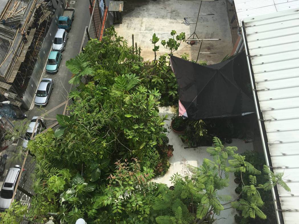 胖胖樹王瑞閔夢想的起點，在家中屋頂擺滿了近千種熱帶植物。 圖／王瑞閔提供