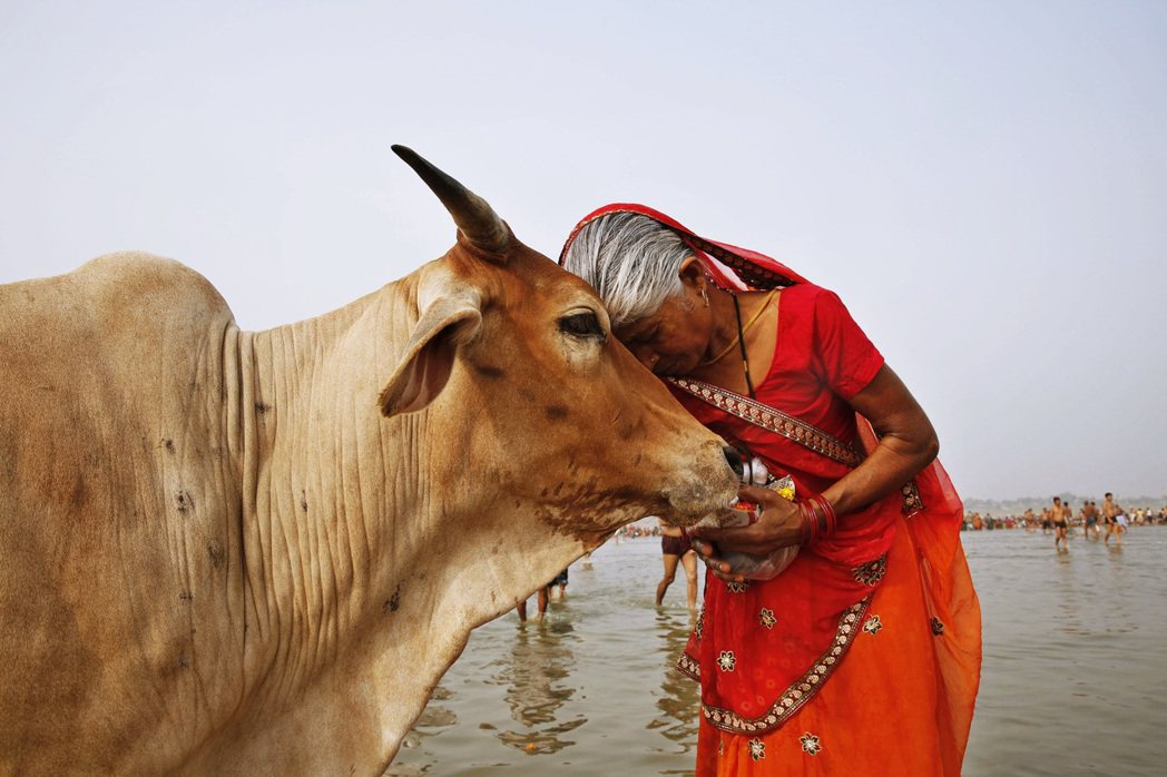牛在印度教中被視為神聖的象徵。示意圖，非印度抱牛節。 圖／美聯社