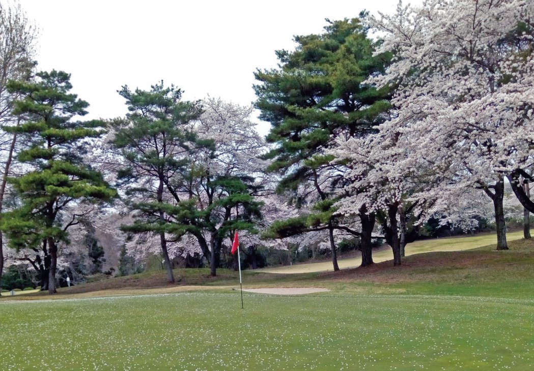 在水戶高爾夫球場果嶺邊的櫻花。