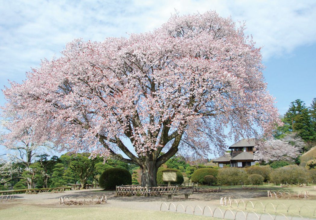 水戶市偕樂園有一株樹齡超過300 年的櫻花。