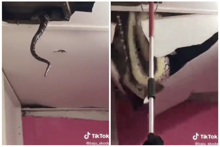 民眾想清除家裡天花板上的一條蛇，奮力一捅居然掉下來一串三條。圖取自reddit