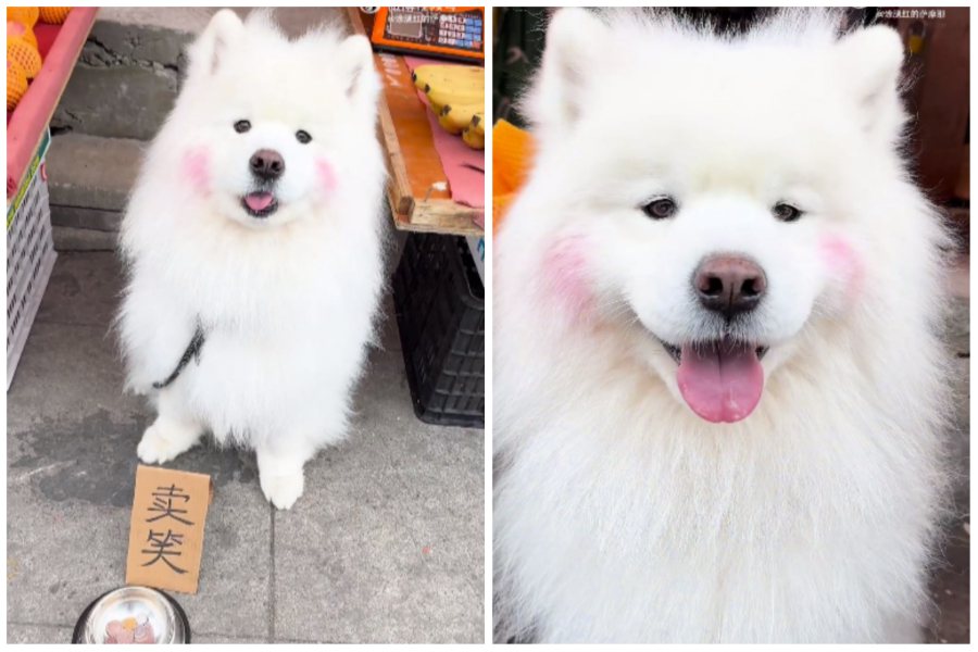 蔬果店將薩摩耶犬放在門口「賣笑」。圖取自微博