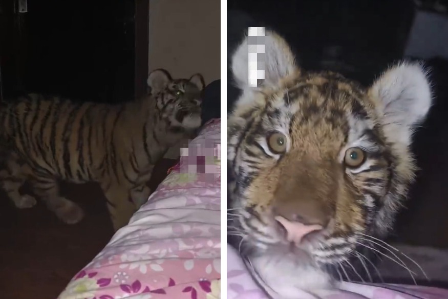 動物園內一隻六個月大的小老虎生病了，飼育員為了確保牠的身體狀況因此選擇在老虎飼養區睡覺過夜，沒想到小老虎半夜睡不著竟過來找飼育員求摸摸一起睡覺。 (圖/取自影片)