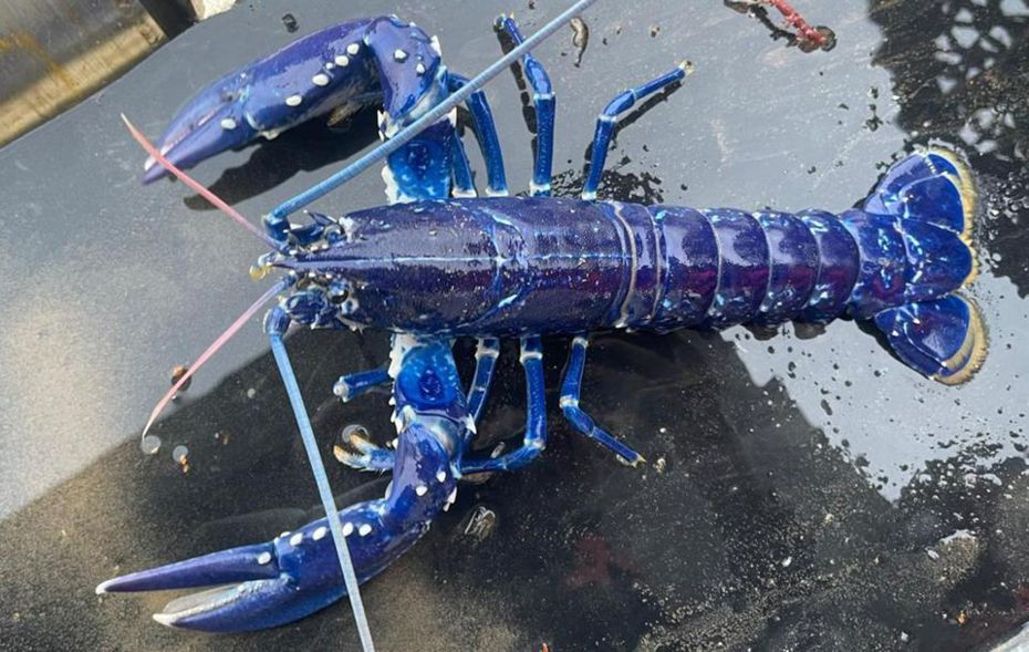 英國漁夫捕捉到罕見的藍色龍蝦，最後選擇將牠放回海裡。圖擷自推特 @NoSurrender169o