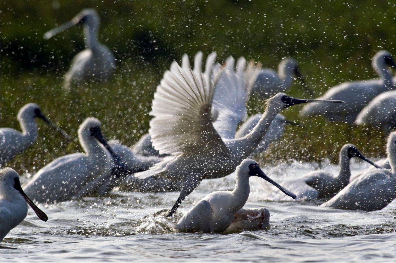 生態保育紀錄片「守護黑面琵鷺」關注黑面琵鷺處境，也反思棲地保護、人鳥和平共存等諸多議題。采昌國際多媒體提供