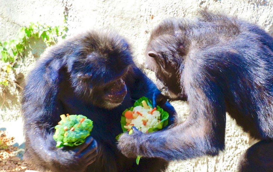 黑猩猩「莉忠」手持花椰菜花束向「美珍」傳情。圖／高雄市觀光局提供