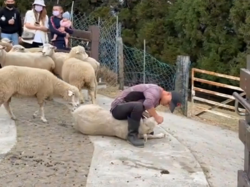 清境農場工作人員為幫羊隻排除誤食異物，捉羊腿並將其壓制在地，引發不當對待動物爭議。圖／民眾提供