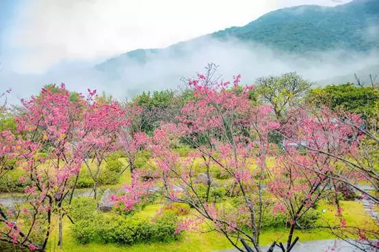 2023陽明山花季正式登場，各品種櫻花、杜鵑花陸續盛開。 圖／北市工務局提供