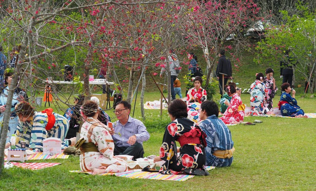往年櫻花樹下賞櫻品茗、聽民歌與和服秀體驗，很受校友歡迎。 楊逢峮／攝影
