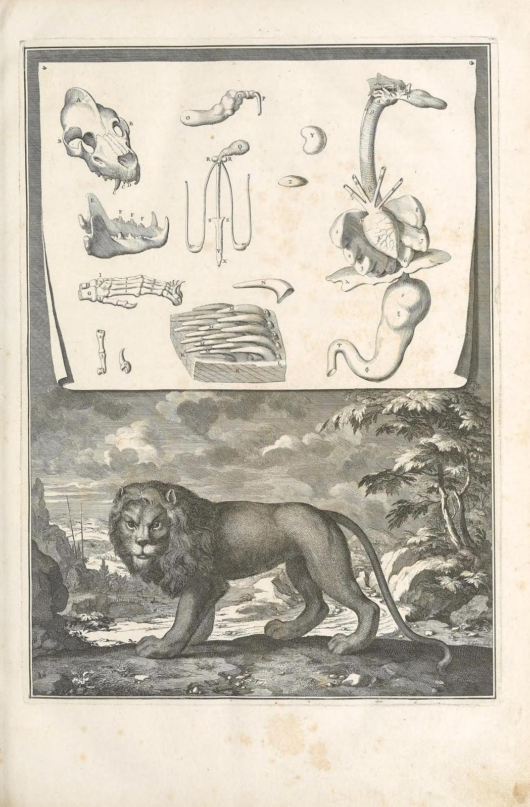  圖／《動物自然史的記錄彙編》一書中的插圖