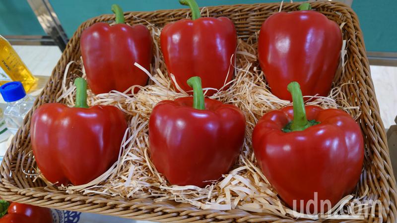 台中區農業改良場改良的紅甜椒像蘋果。記者簡慧珍／攝影