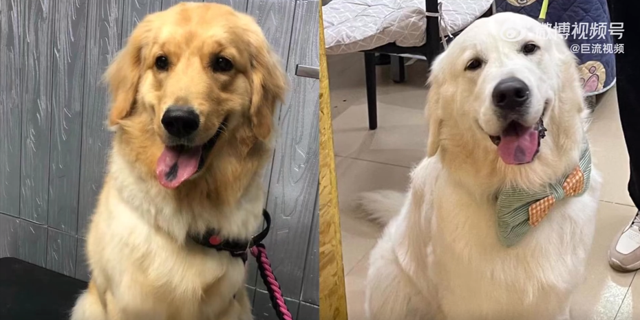 新養的狗狗（右圖）舌頭長了和過世的狗狗（左圖）幾乎一樣的胎記。圖取自微博