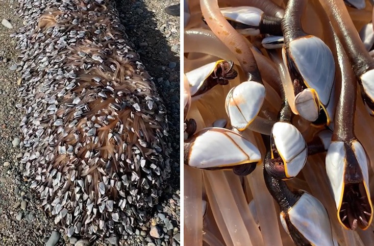 一家人在英國沙灘上發現一個巨大浮木上長滿鵝頸藤壺。圖取自臉書