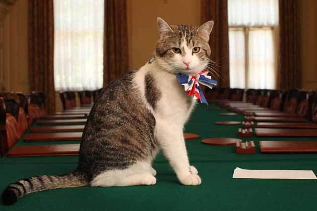 英國「首席捕鼠大臣」虎斑貓賴瑞（Larry）。圖擷自英國政府官網